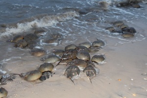 Horseshoe crab cluster