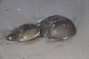 Horseshoe crab one on onejpg